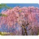 Килимок для мишки Defender Silk Pad Nature (50707)